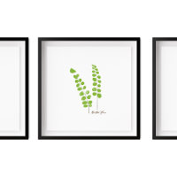 Ilustracion Button Fern | Fern Series