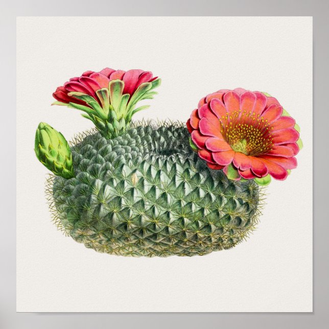 Póster Ilustracion Cactus (Frente)