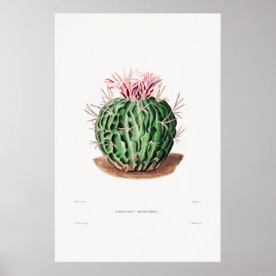 Póster Ilustracion Cactus de época