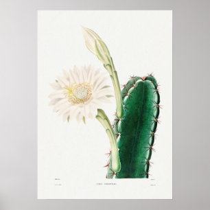 Póster Ilustracion Cactus de época