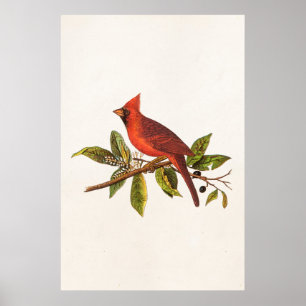 Póster Ilustracion cardinal del pájaro de la canción del