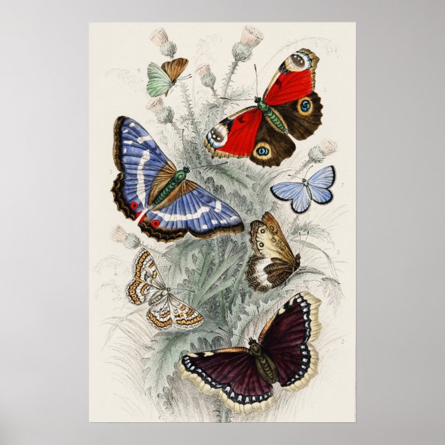 Póster Ilustración científica botánica de mariposa vintag (Frente)