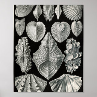 Póster Ilustración científica de conchas bivalvas vintage