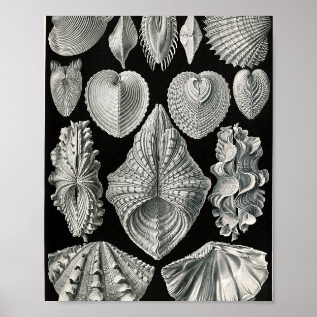 Póster Ilustración científica de conchas bivalvas vintage (Frente)
