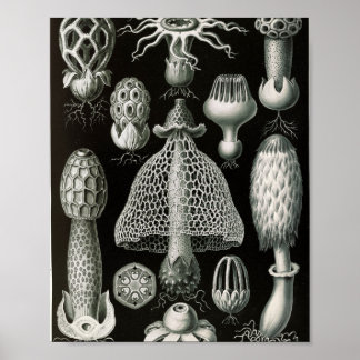 Póster Ilustración científica de hongos stinkhorn vintage