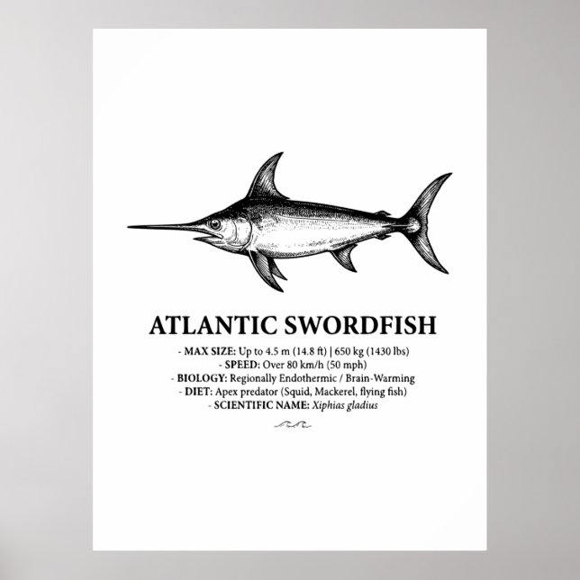 Póster Ilustración científica del pez espada del Atlántic (Frente)