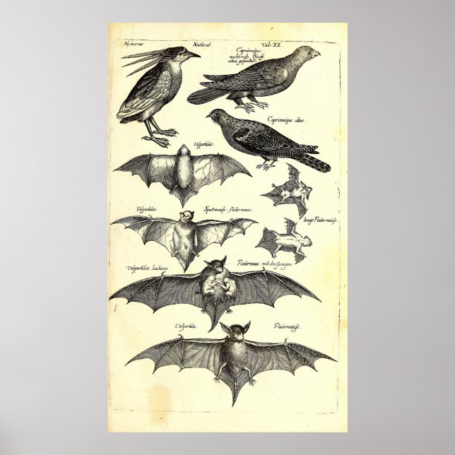Póster Ilustracion científico de aves y murciélagos (1650 (Frente)