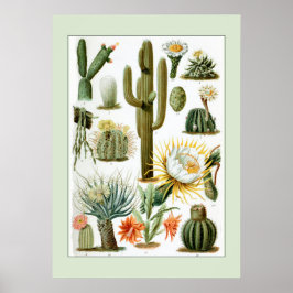 Póster Ilustracion científico de Cactus de época