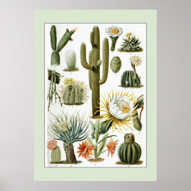 Póster Ilustracion científico de Cactus de época (Frente)