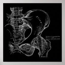 Póster Ilustracion científico de la anatomía pelvis blanc