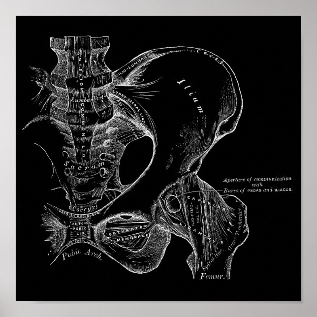 Póster Ilustracion científico de la anatomía pelvis blanc (Frente)