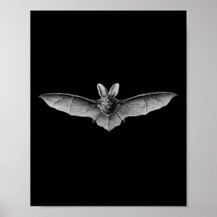 Póster Ilustracion Científico de murciélagos Dibujo Biolo