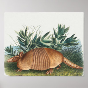 Póster Ilustracion Cute Vintage Armadillo