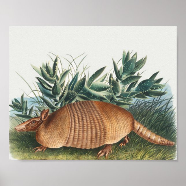 Póster Ilustracion Cute Vintage Armadillo (Frente)