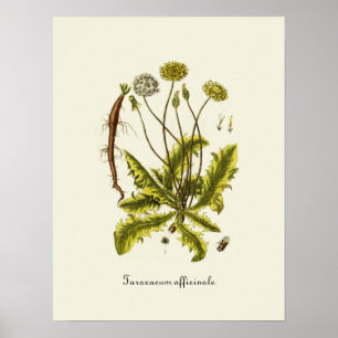 Póster Ilustracion Dandelion de época
