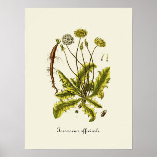 Póster Ilustracion Dandelion de época