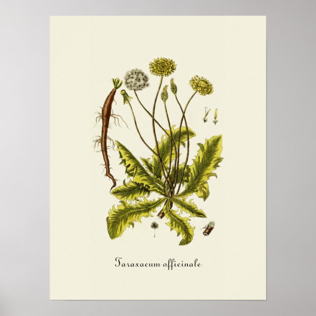 Póster Ilustracion Dandelion de época (Frente)