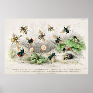 Póster Ilustracion de abeja de época