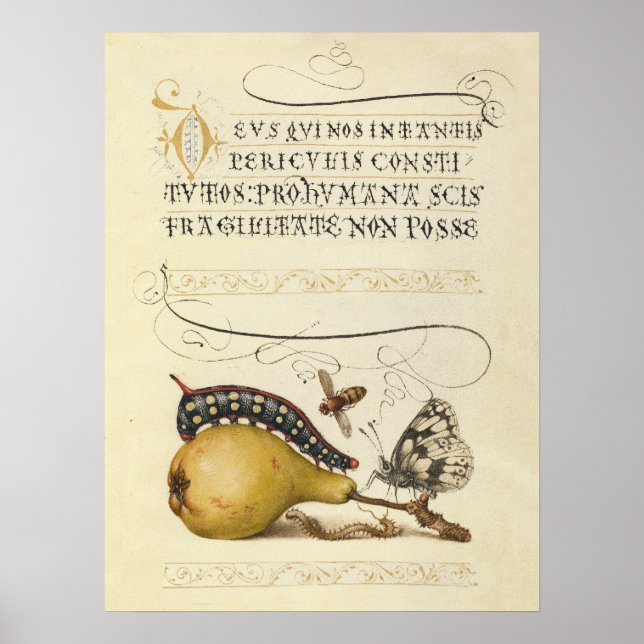 Póster Ilustración de abeja frutera insecto mariposa (Frente)