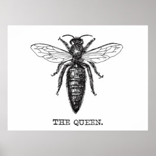 Póster Ilustración de abeja reina dibujo clásico
