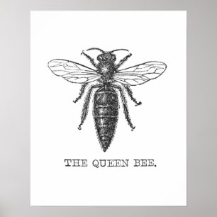 Póster Ilustración de abeja reina insecto
