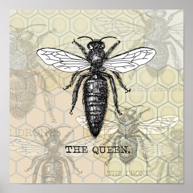 Póster Ilustración de abeja reina insecto (Frente)