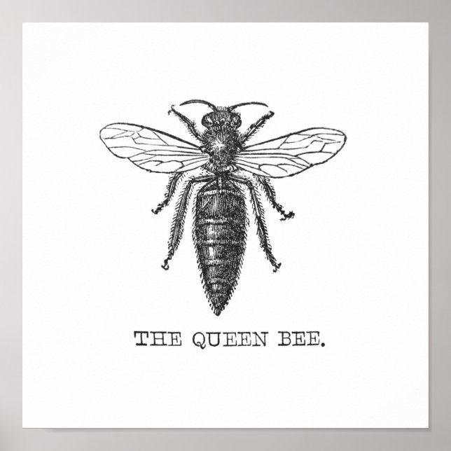 Póster Ilustración de abeja reina insecto (Frente)