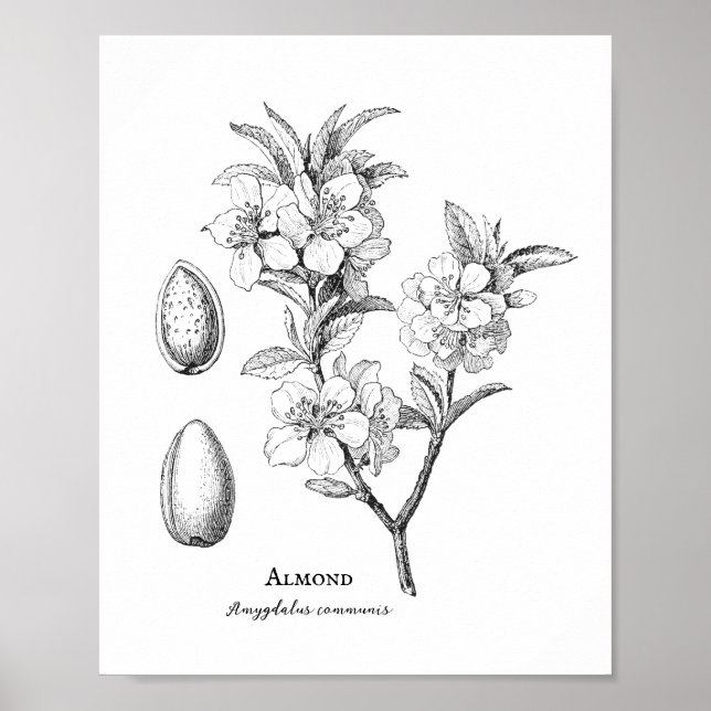 Póster Ilustracion de almendras botánicas vintage (Frente)