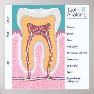 Póster Ilustracion de anatomía dental