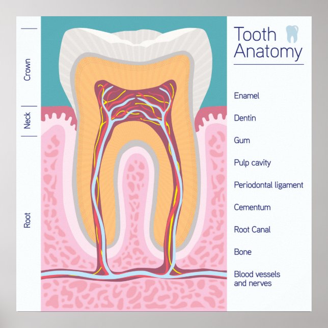 Póster Ilustracion de anatomía dental (Frente)
