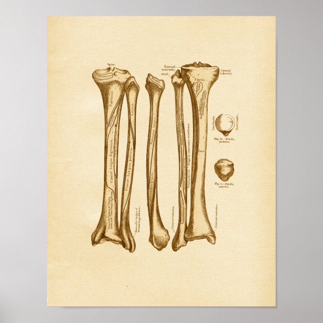 Póster Ilustracion de anatomía vintage Tibia Fibula Bones (Frente)