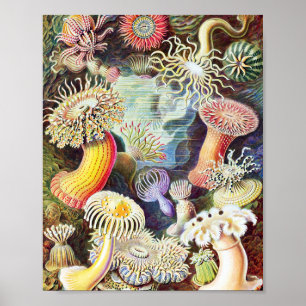 Póster Ilustracion de anémonas marinas por Ernst Haeckel