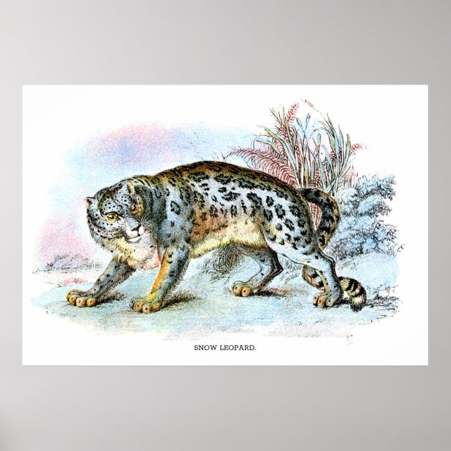 Póster Ilustracion de animales del leopardo de la nieve (Frente)