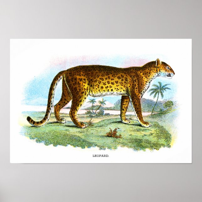 Póster Ilustracion de animales leopardo de época (Frente)