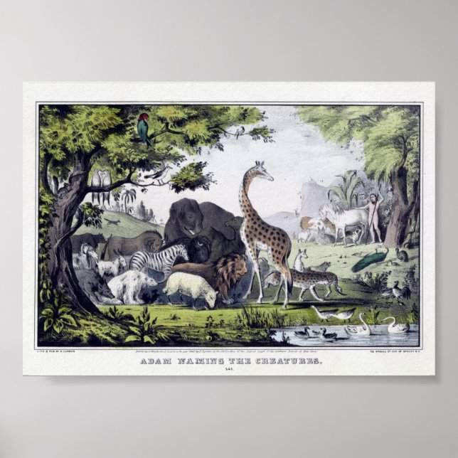 Póster Ilustracion de animales salvajes de época (Frente)