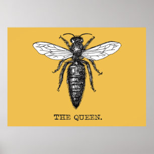 Póster Ilustracion de antigüedades de insectos de Queen B
