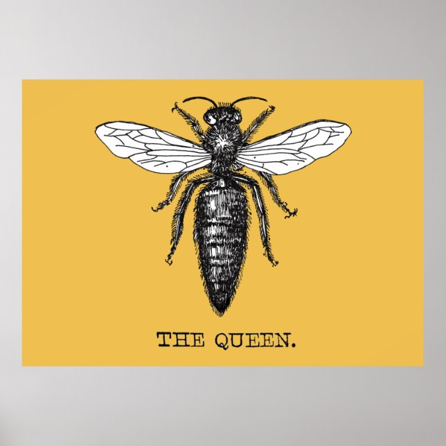 Póster Ilustracion de antigüedades de insectos de Queen B (Frente)