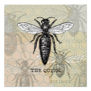 Póster Ilustracion de antigüedades de insectos de Queen B