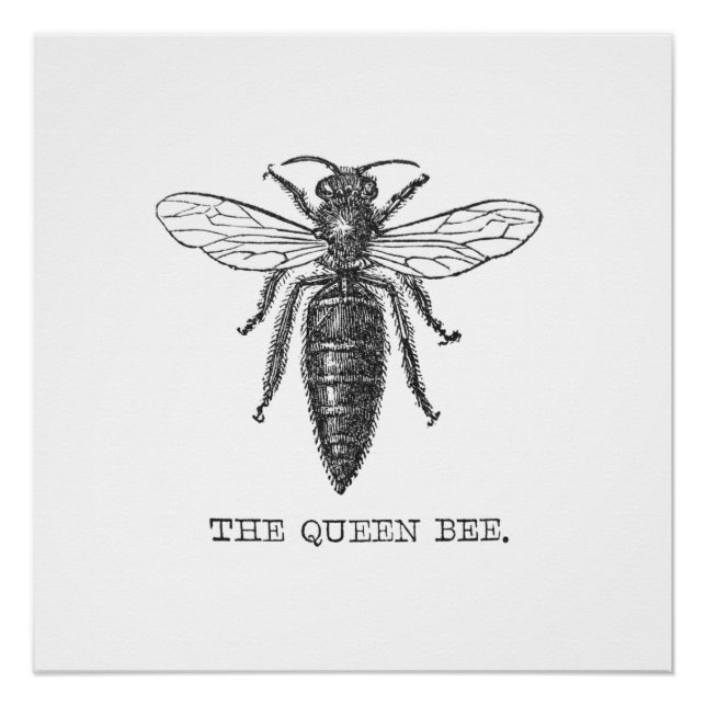 Póster Ilustracion de antigüedades de insectos de Queen B (Anverso)