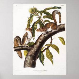 Póster Ilustracion de ardilla de época