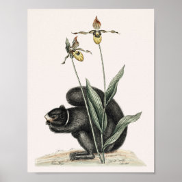 Póster Ilustracion de ardilla de época