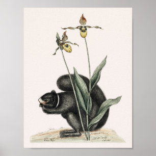 Póster Ilustracion de ardilla de época