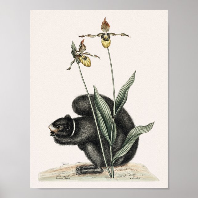 Póster Ilustracion de ardilla de época (Frente)