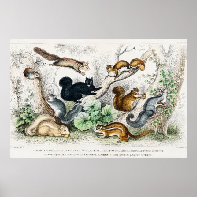Póster Ilustracion de ardillas antiguas (Frente)