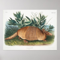 Ilustracion de Armadillo Vintage