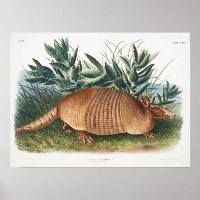 Póster Ilustracion de Armadillo Vintage (Frente)