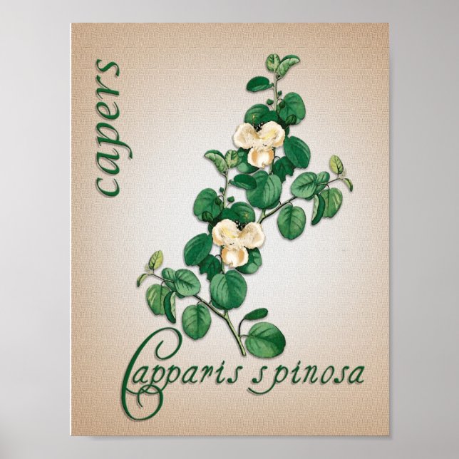 Póster Ilustracion de aromaterapia botánica de Capers (Frente)
