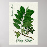 Ilustracion de aromaterapia botánica de Ylang Ylan