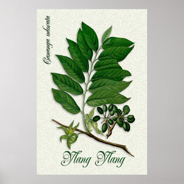 Póster Ilustracion de aromaterapia botánica de Ylang Ylan (Frente)