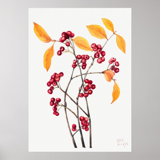 Póster Ilustracion de Ash de la Montaña Vintage (Frente)